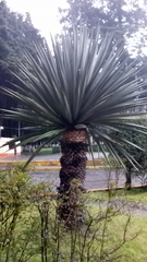 Furcraea parmentieri