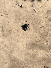 Coelocnemis dilaticollis