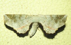 Parepisparis multicolora