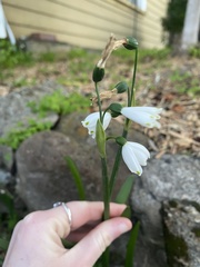 Leucojum
