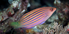 Pseudocheilinus hexataenia