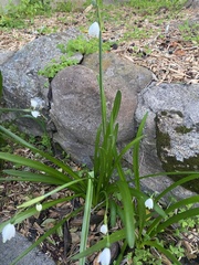 Leucojum