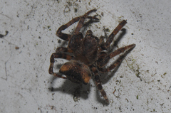 Araneus angulatus