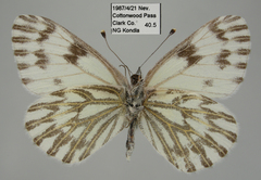 Pontia sisymbrii