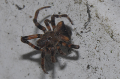 Araneus angulatus