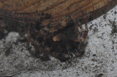 Araneus angulatus