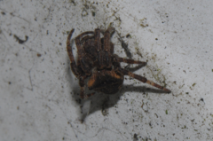 Araneus angulatus