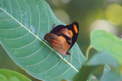 Catonephele salambria