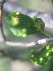 Aceria baccharipha