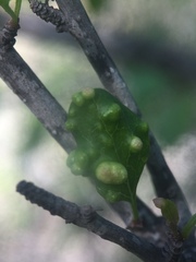 Aceria baccharipha