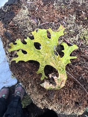 Lobaria pulmonaria