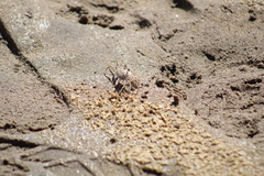 Ocypode occidentalis