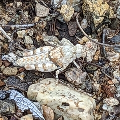 Cibolacris parviceps