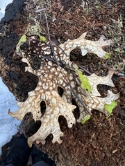 Lobaria pulmonaria