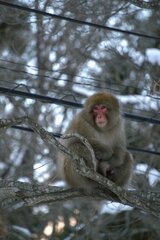 Macaca fuscata fuscata