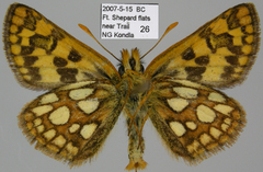 Carterocephalus skada