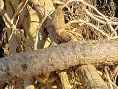 Nerodia sipedon pleuralis