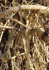 Nerodia sipedon pleuralis