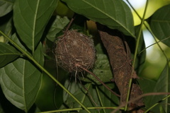 Orthorhyncus cristatus