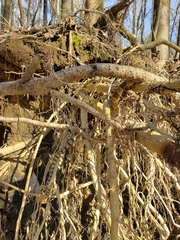 Nerodia sipedon pleuralis