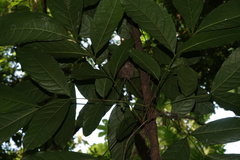 Orthorhyncus cristatus