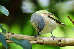 Conirostrum speciosum