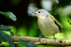 Conirostrum speciosum