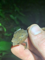 Rhinella festae