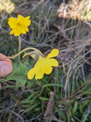 Pinguicula lutea