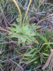 Pinguicula lutea