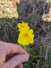 Pinguicula lutea