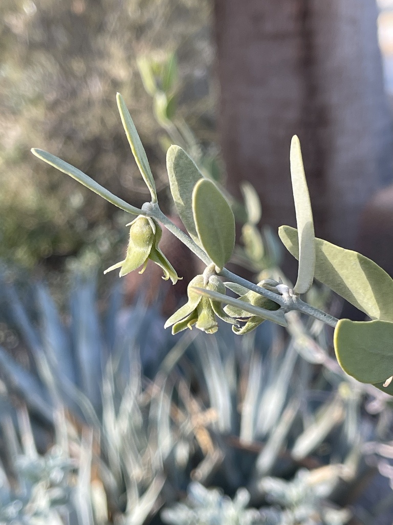Simmondsia chinensis, Tilting T Dr, Borrego Springs, CA, US