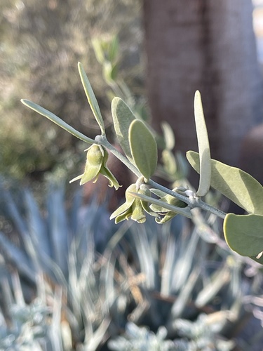 jojoba (Simmondsia chinensis)