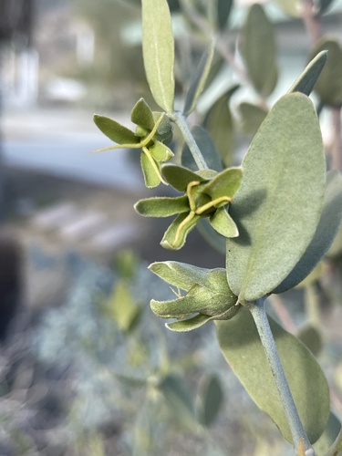 Simmondsia chinensis