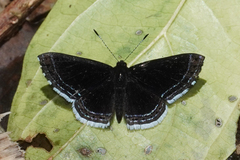 Detritivora matic