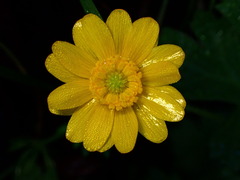 Ranunculus californicus