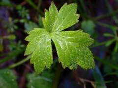 Ranunculus californicus