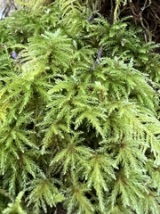 Leucolepis