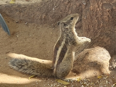Funambulus pennantii