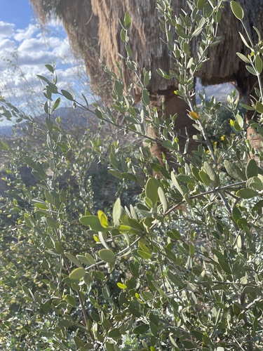 Simmondsia chinensis