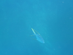 Trachinotus rhodopus