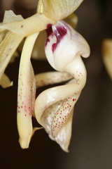 Stanhopea xytriophora