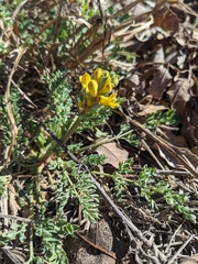 Corydalis aurea