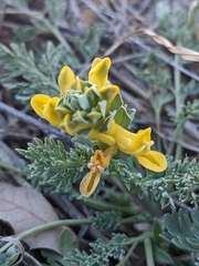 Corydalis aurea