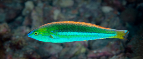 Pseudojuloides kaleidos observed 2022-05-21