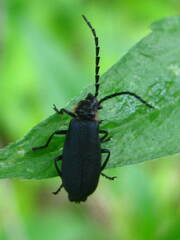 Polemius laticornis