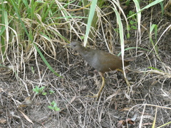 Amaurornis moluccana