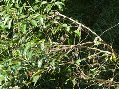 Amaurornis moluccana