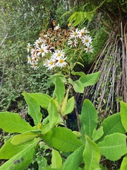 Brachyglottis hectorii