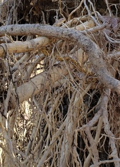 Nerodia sipedon pleuralis